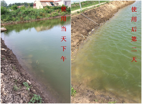 肥水困難、藻類(lèi)缺乏處理前后效果