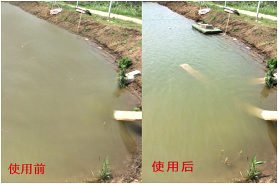 渾濁水、對(duì)蝦吃料差怎么處理？
